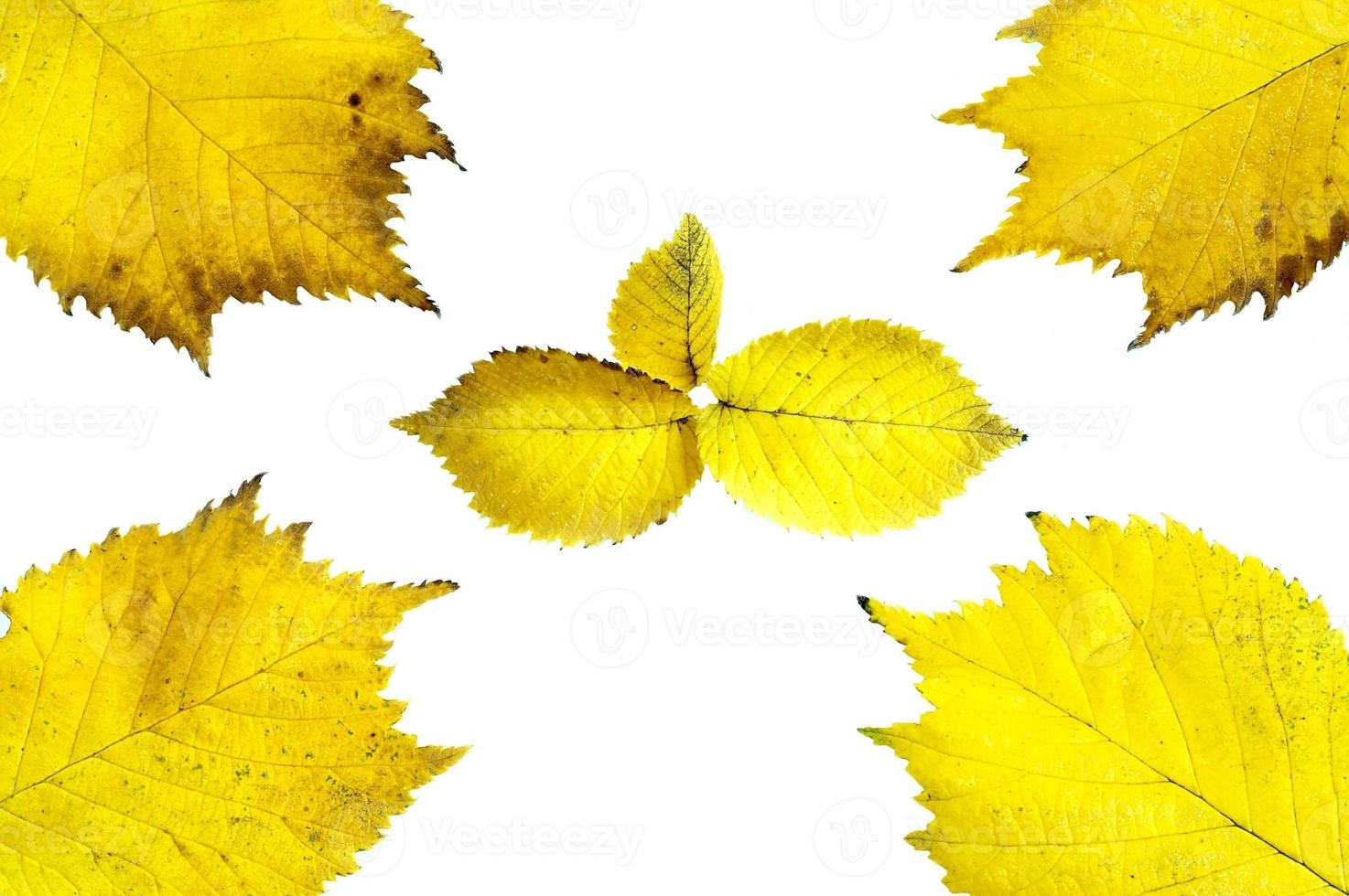 Yellow alder leaves photo