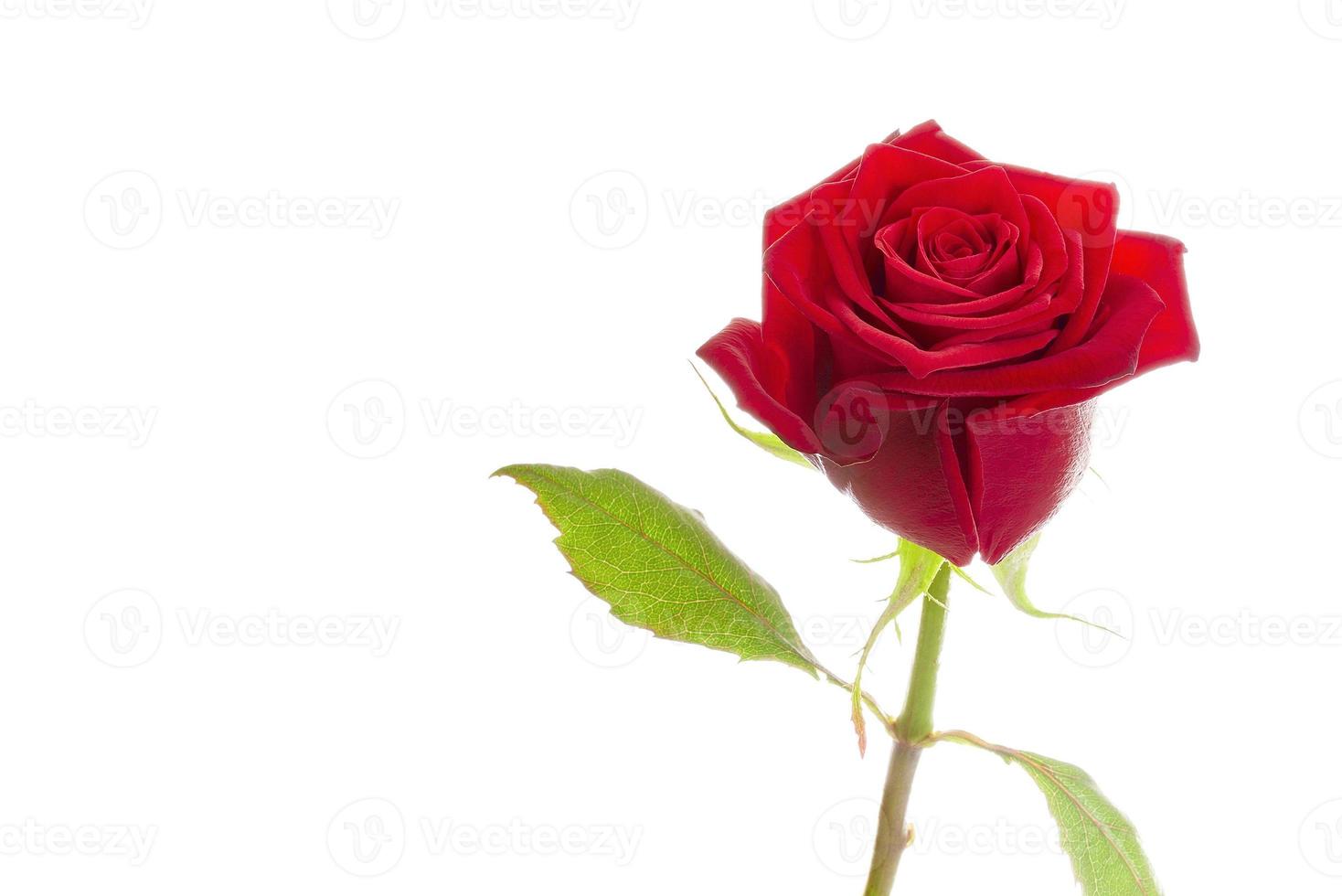 Beautiful red rose photo
