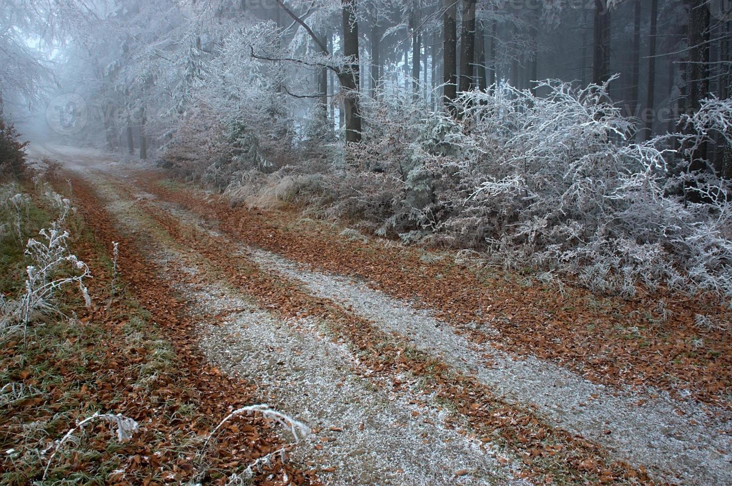 Silent woods ride photo