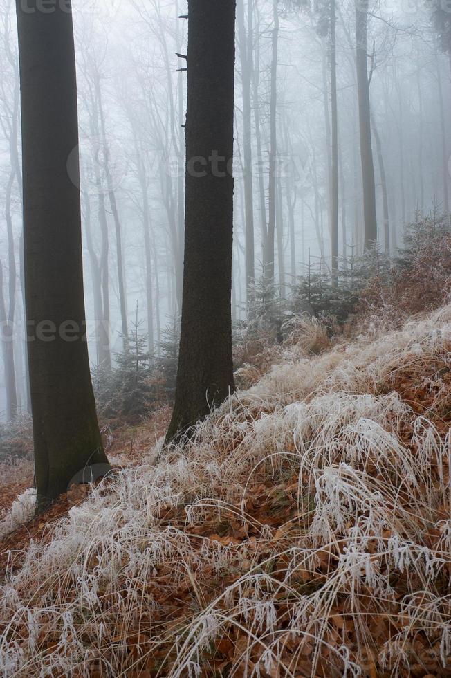 In misty wood photo