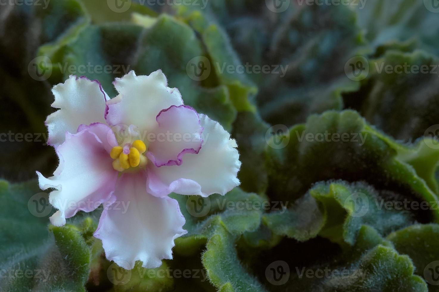 Beautiful pansies flower photo