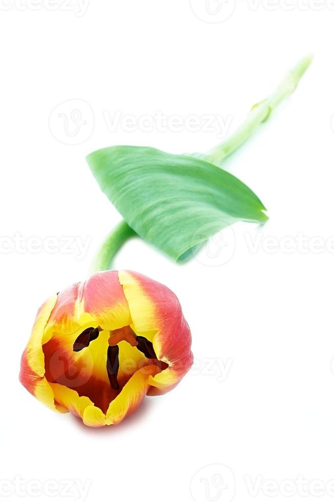 Beautiful tulip flowers photo