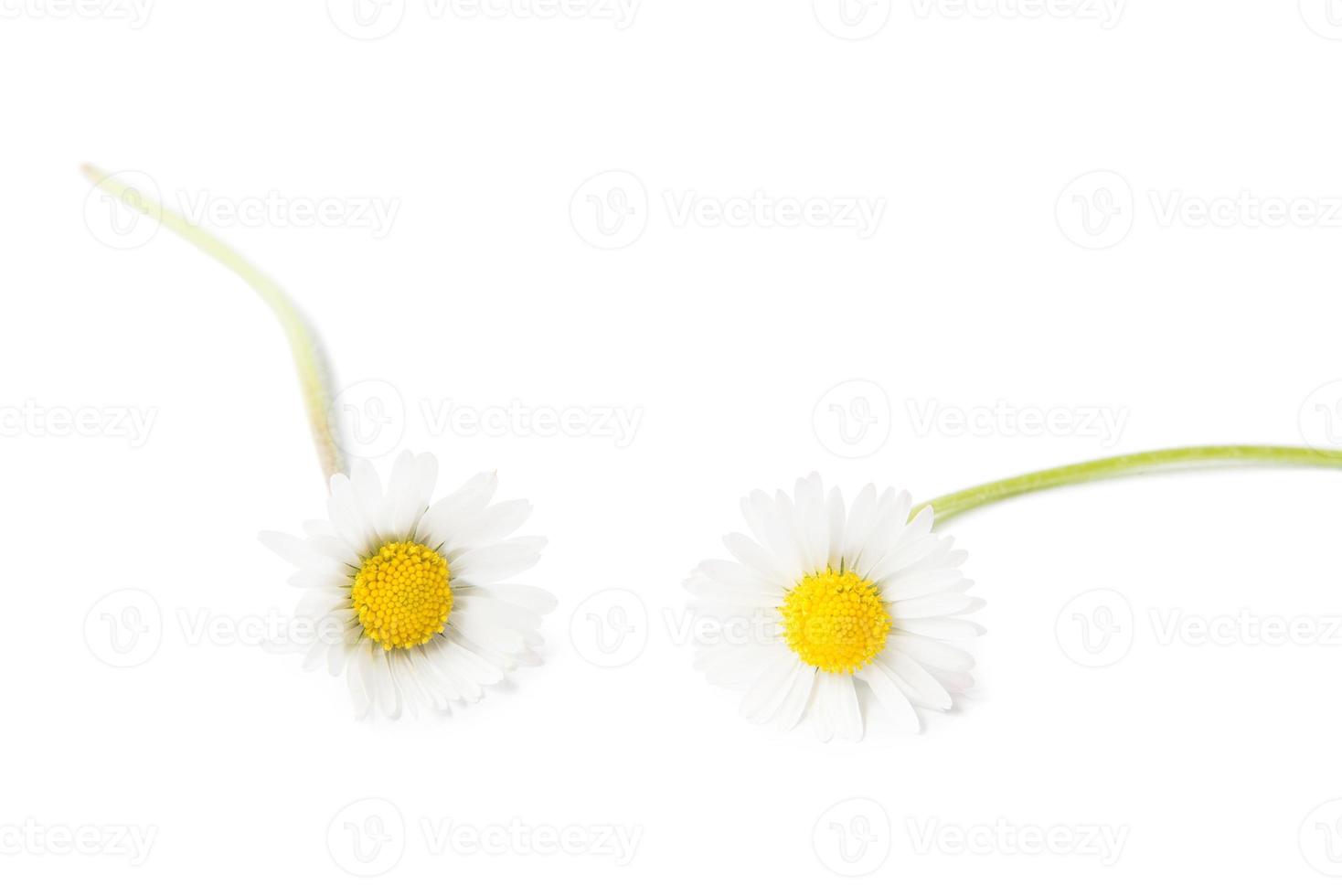 White daisy flower photo