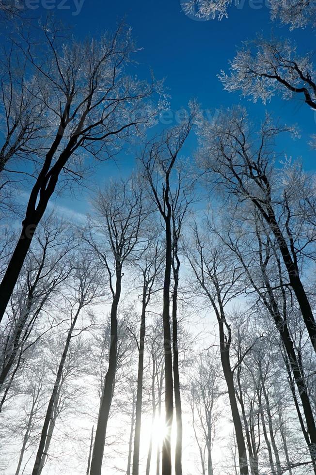 crown of trees photo