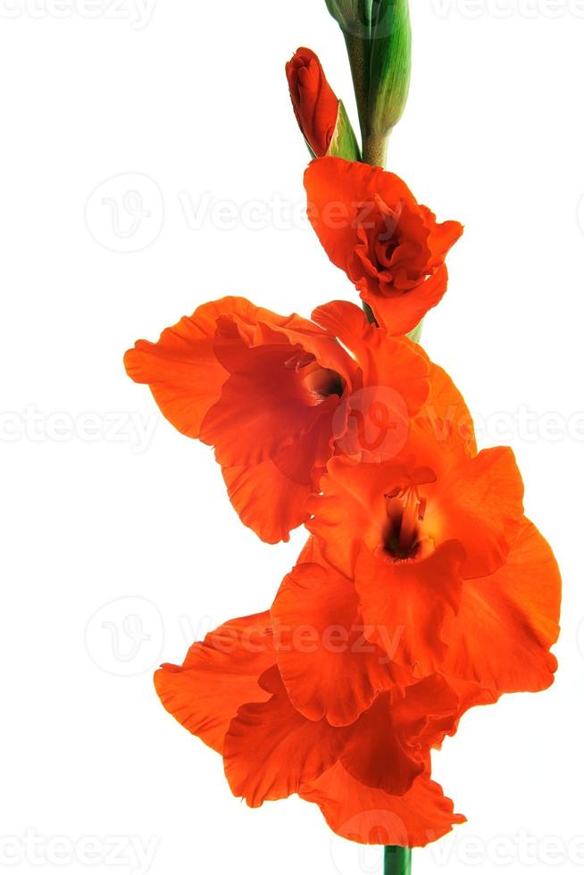 Beautiful  Gladiolus flowers photo