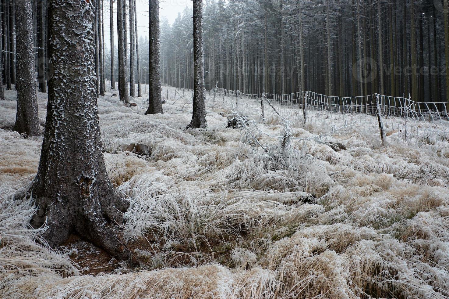 In frosty pine - wood photo