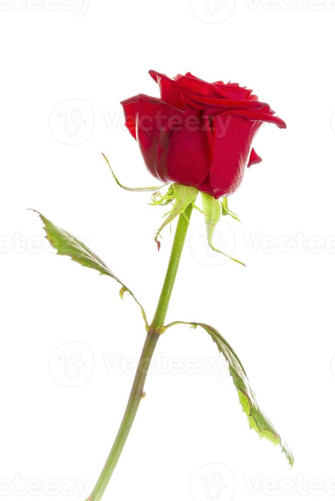 Beautiful red rose photo