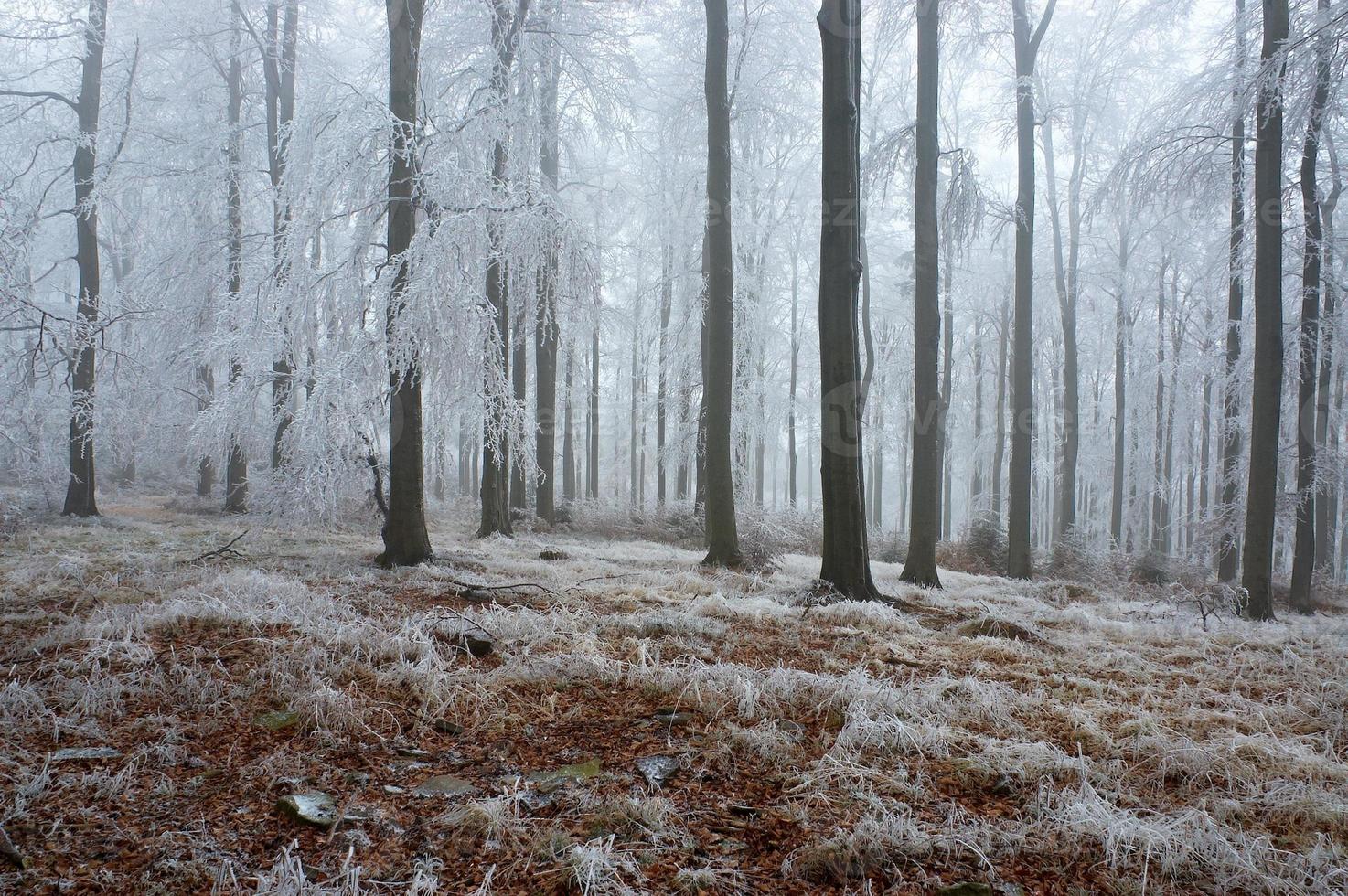 In frosty beech forest photo
