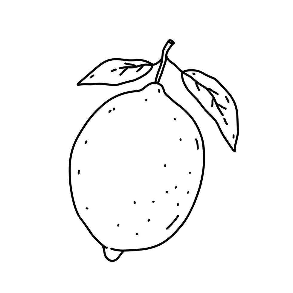 limón con hojas aisladas sobre fondo blanco. Fruta cítrica. ilustración vectorial dibujada a mano en estilo garabato. perfecto para tarjetas, logotipos, decoraciones, recetas, varios diseños. vector