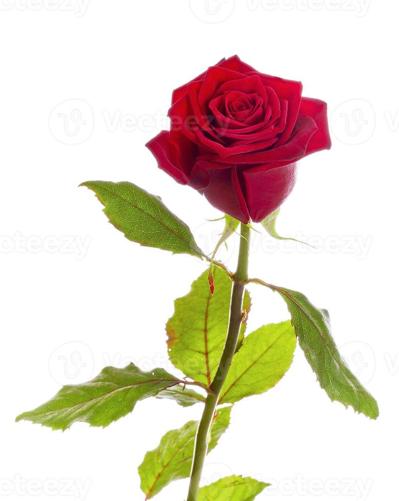 Beautiful red rose photo