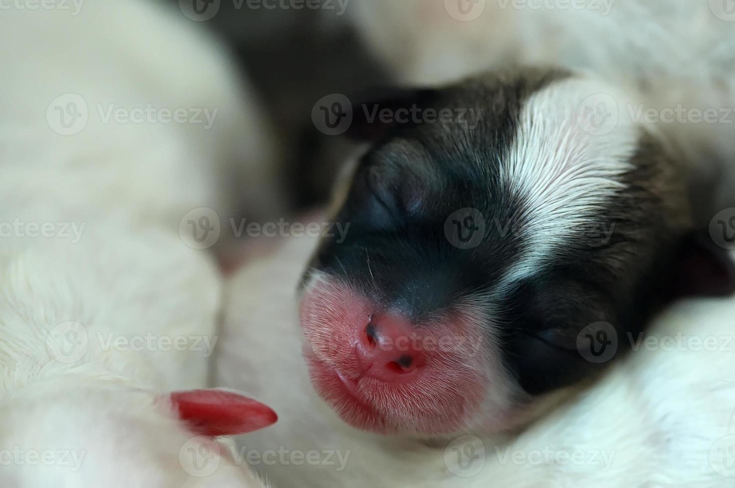 cuando el cachorro duerme foto