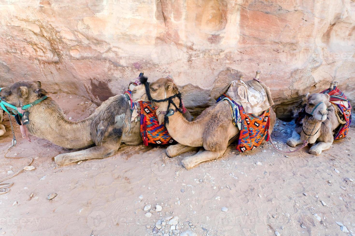 bedouin camels in Petra photo