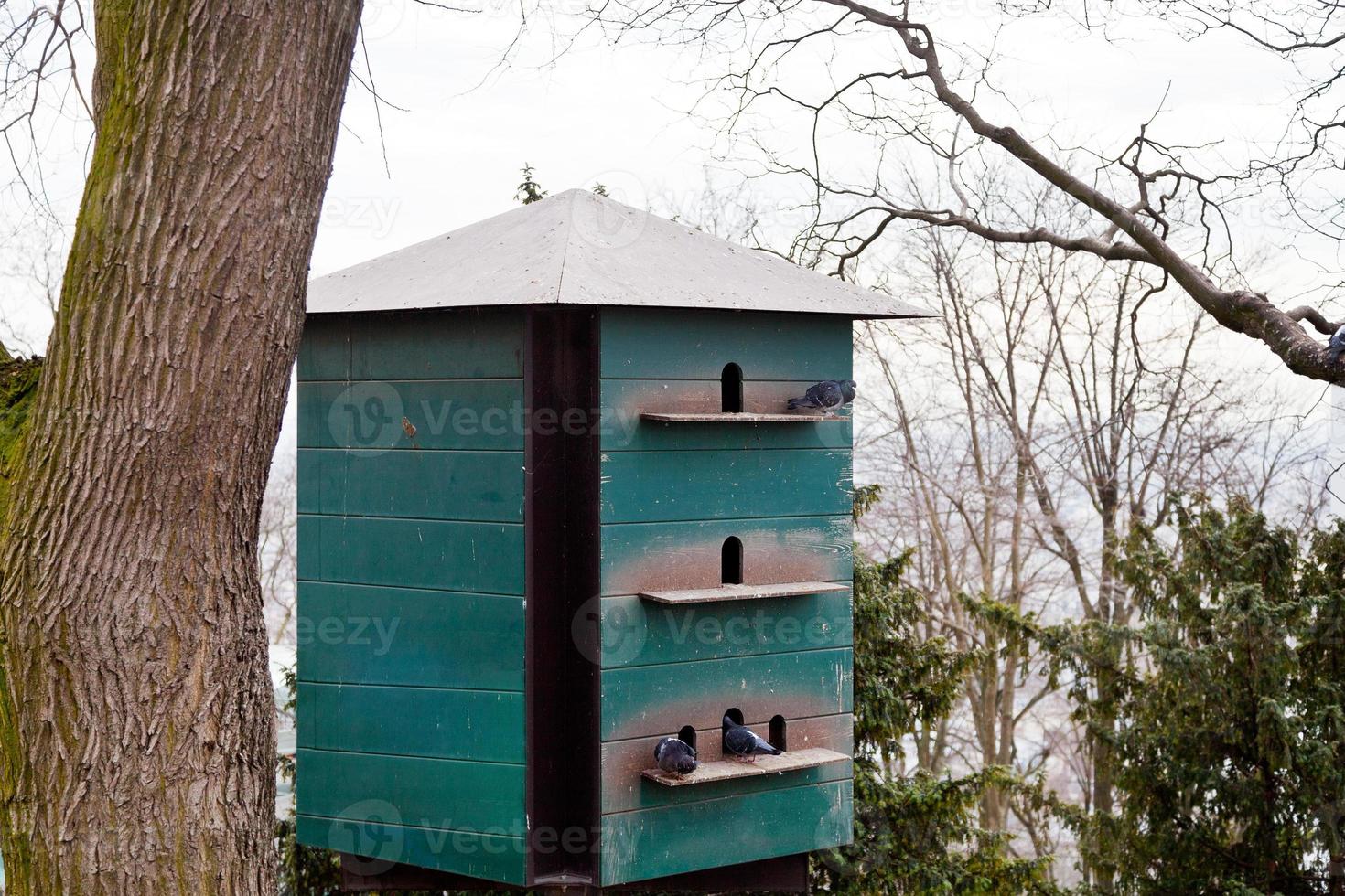 pigeon house in Paris city photo