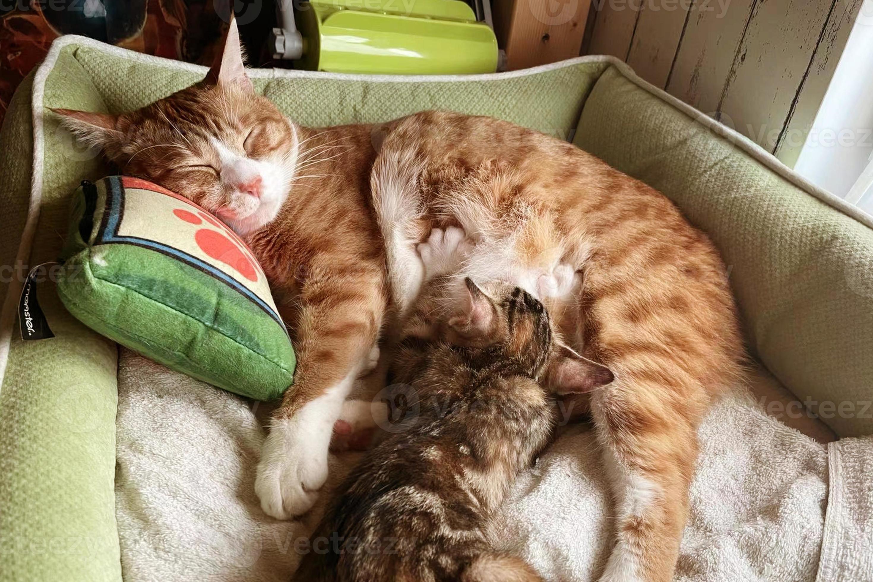 Cat nursing her little kittens, close up. Mother fluffy cat pregnant