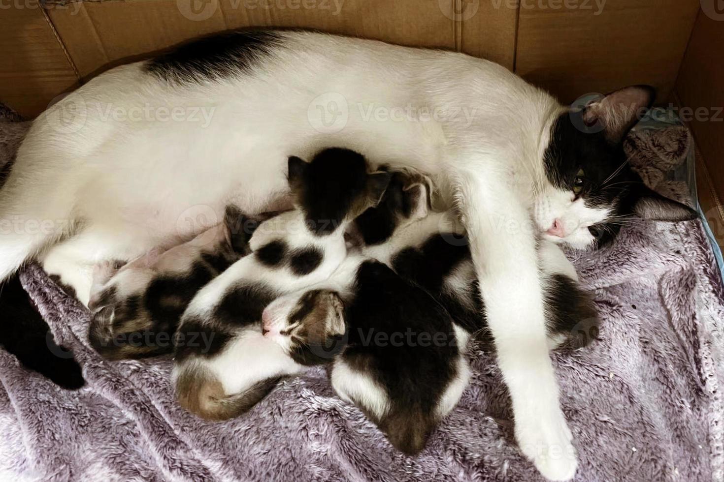 Cat nursing her little kittens, close up. Mother fluffy cat pregnant give birth. New born baby kittens drinking milk from their mom's breast. Newborn baby kittens. photo