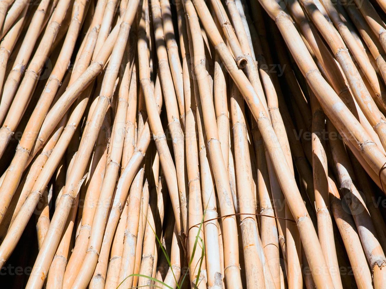 sheaves of dry reed photo