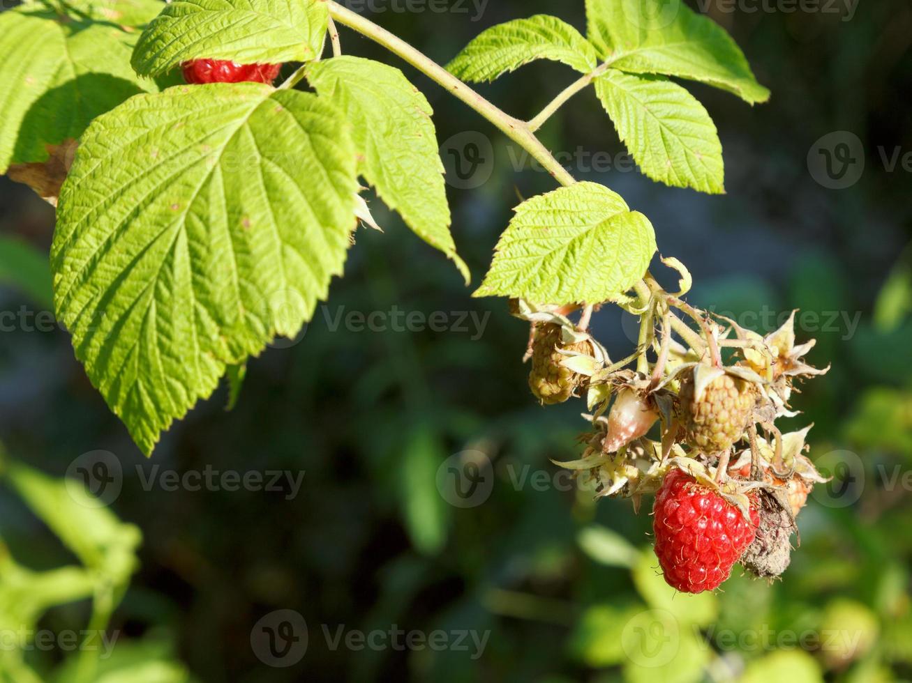 ripe fruit of red raspberry on green bush photo