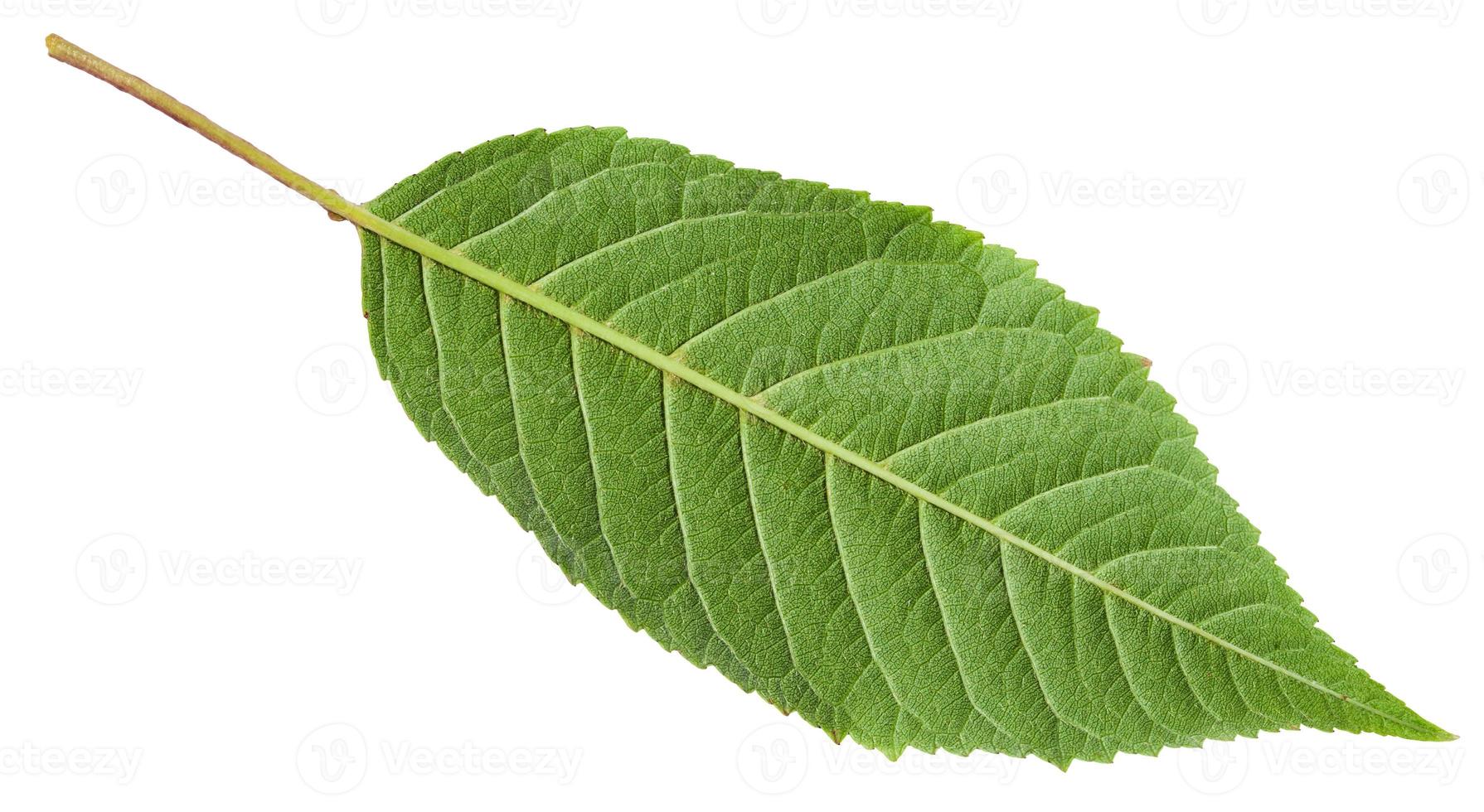 back side of green leaf of sour cherry tree photo