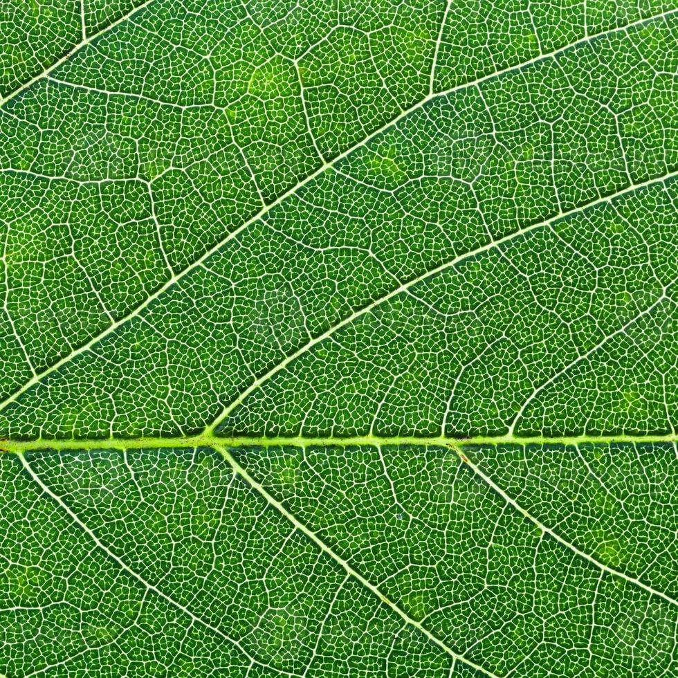 oak green leaf close up photo
