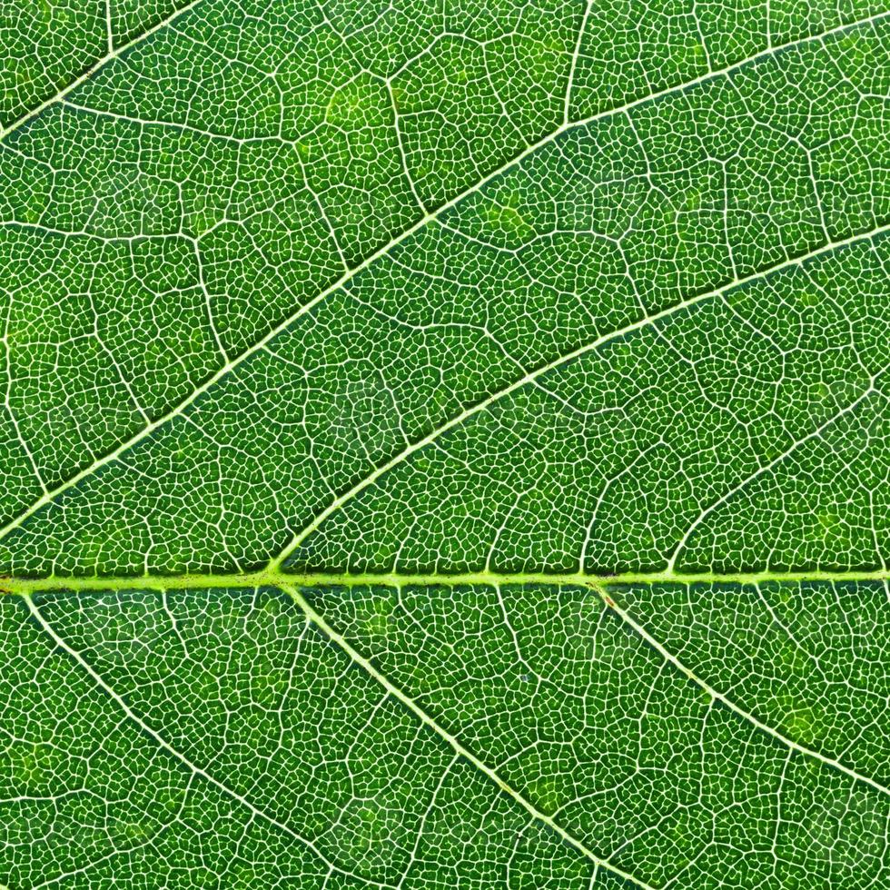 hoja de roble verde de cerca foto