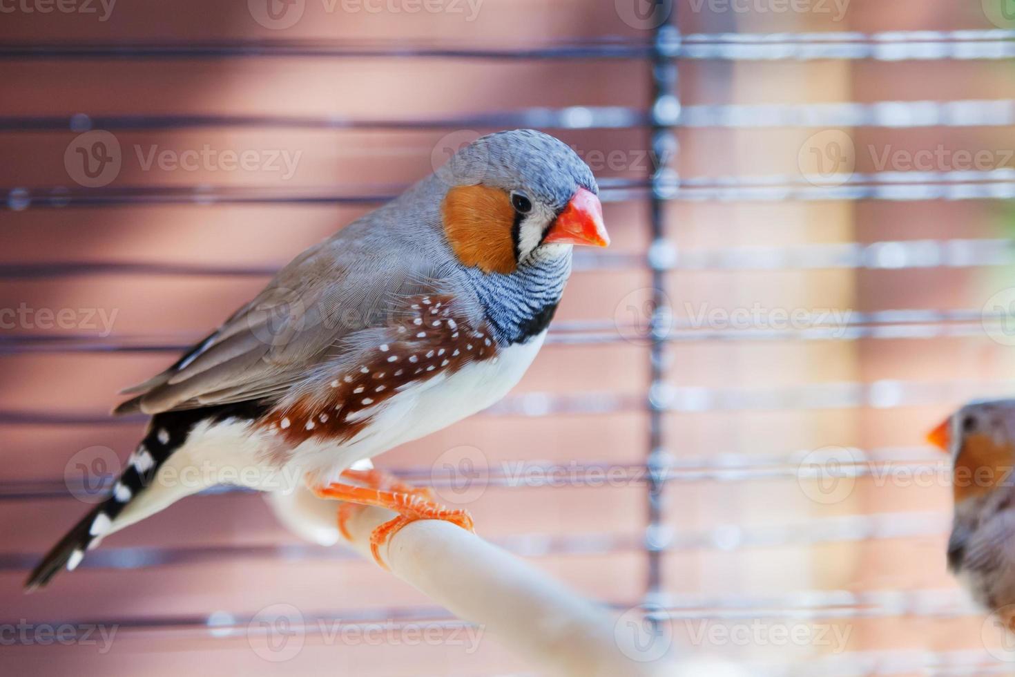 Cut-throat Finch bird photo