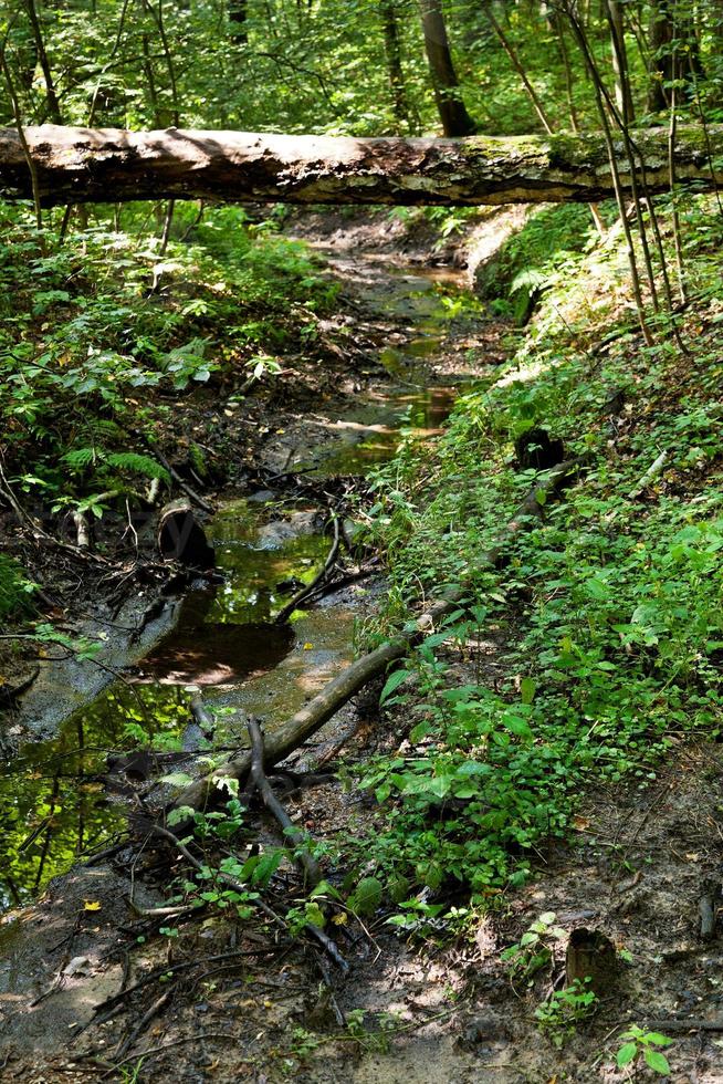 bridge from birch trunk over brook photo