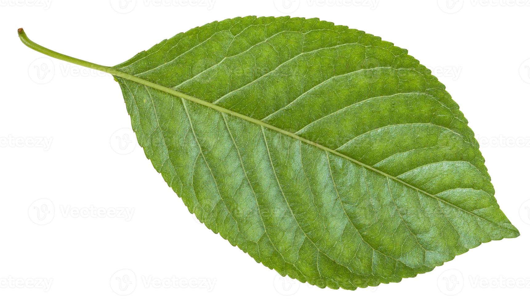 reverso de la hoja verde del ciruelo prunus foto