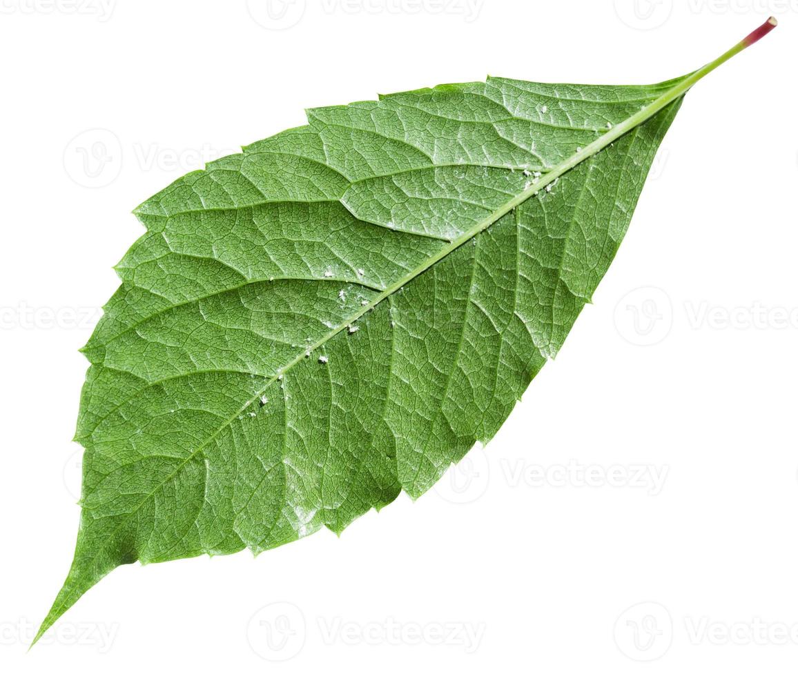 back side of green leaf Parthenocissus plant photo