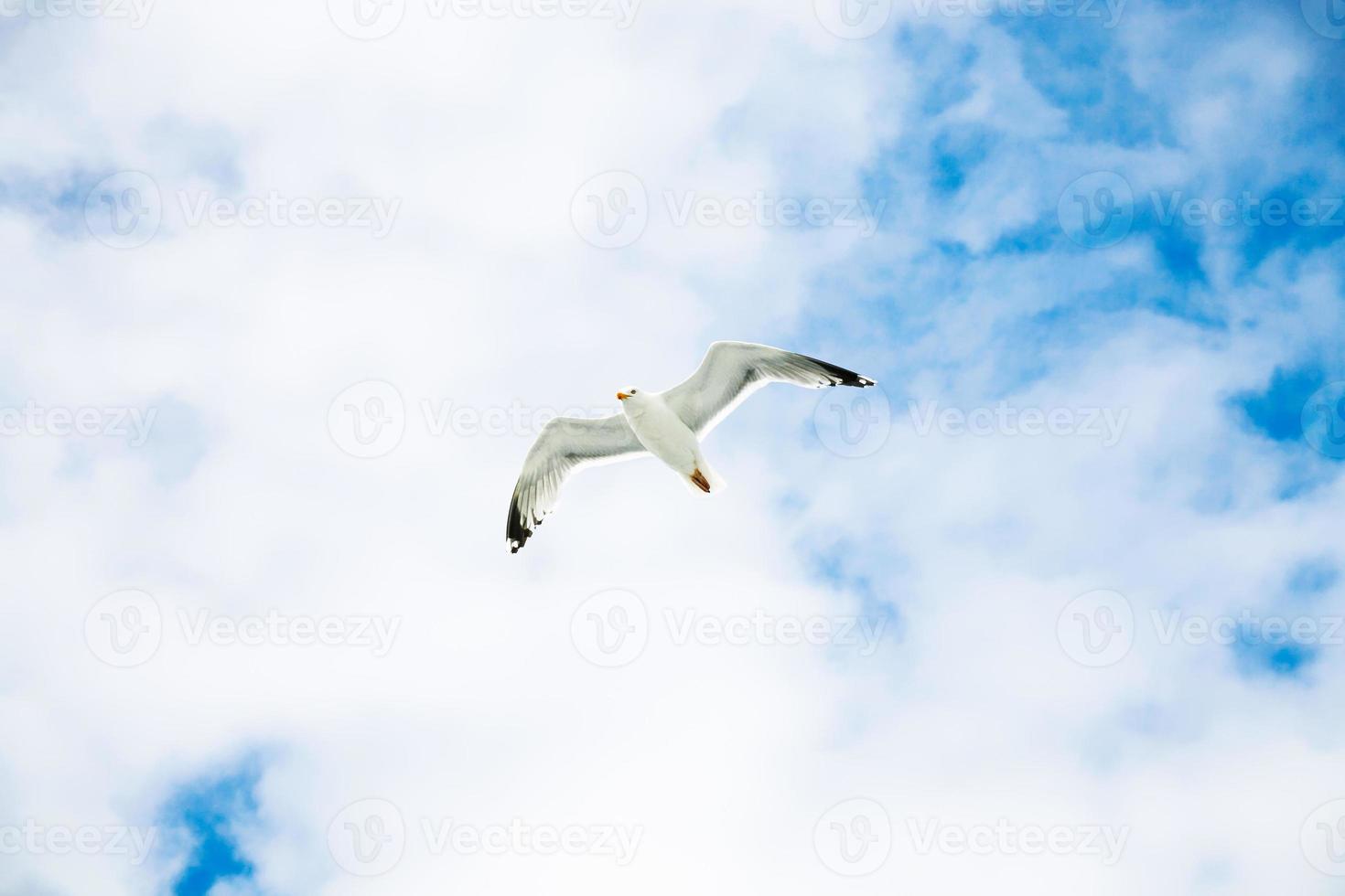 seagull hovering in blue sky with white clouds photo