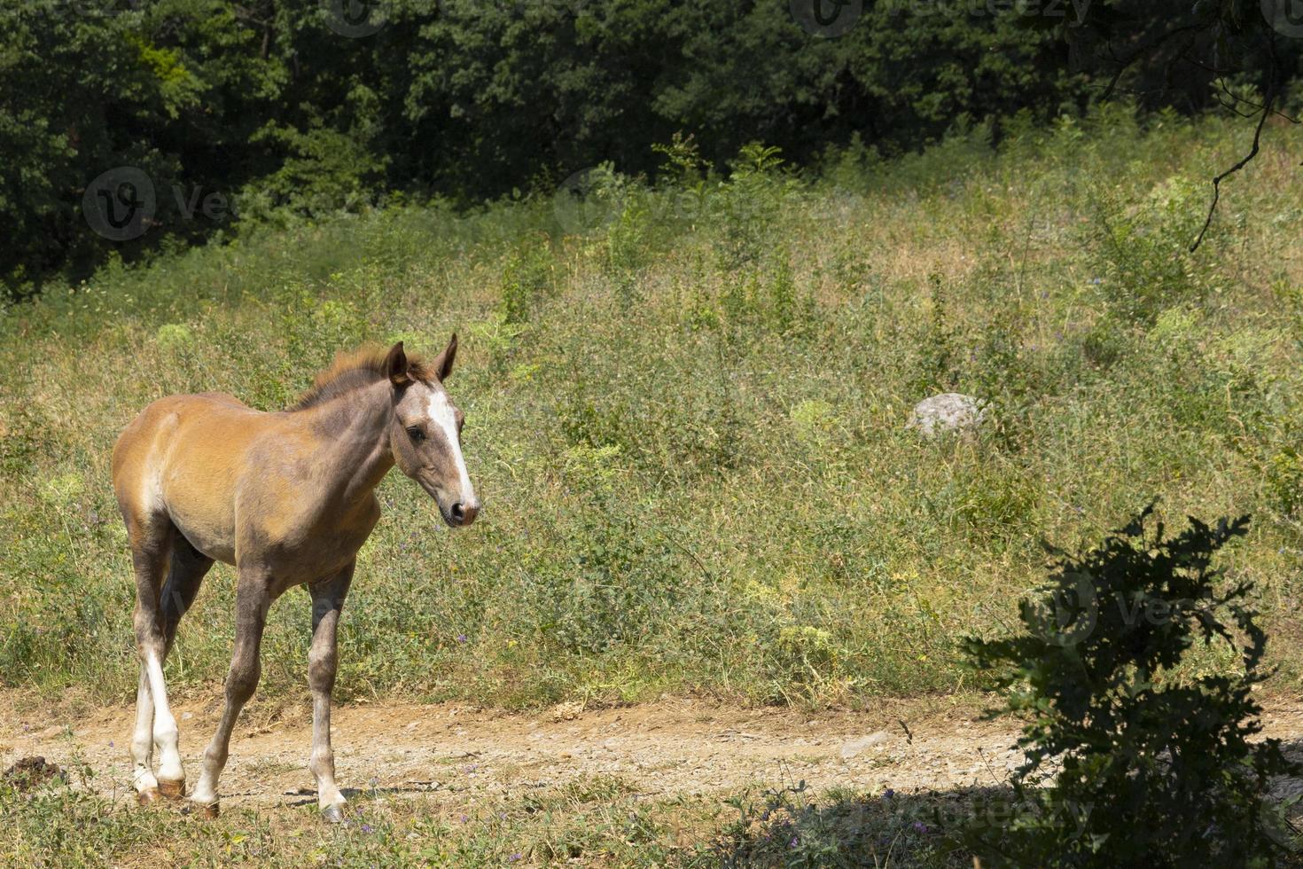 Light brown foal on a mountain pasture. photo