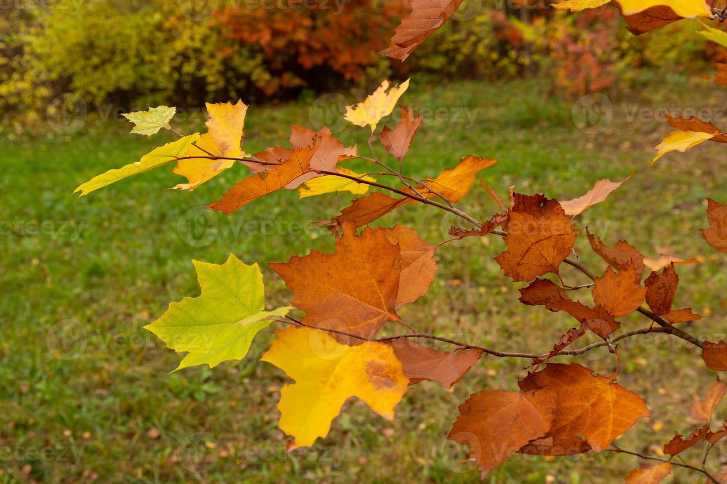 Autumn multicolored maple leaves on a tree branch. Selective focus. photo