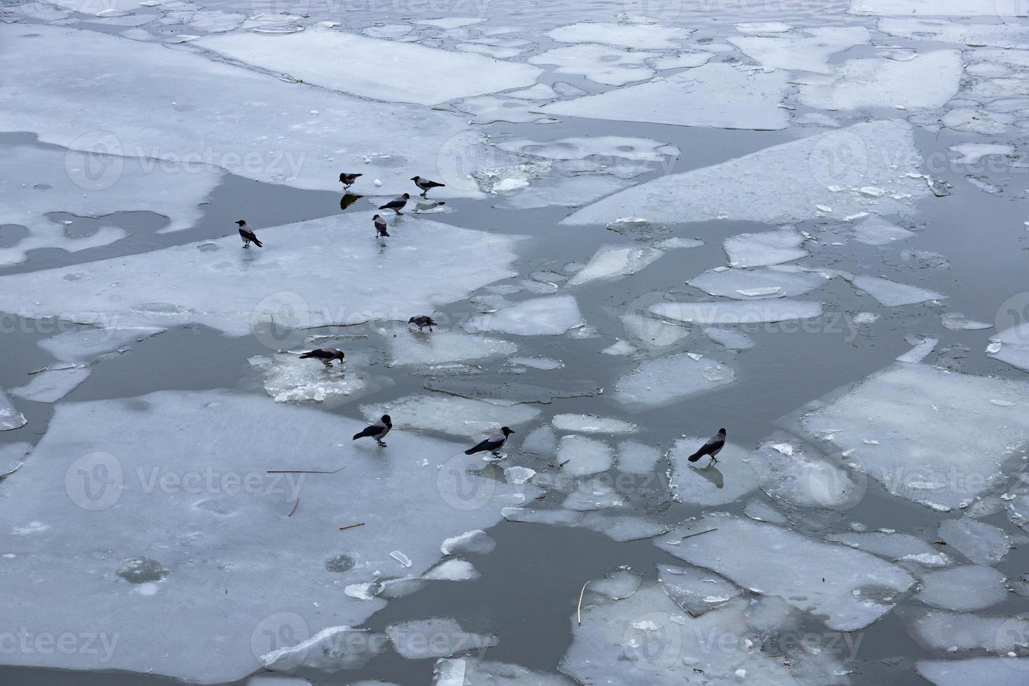 manantial de hielo fino en la superficie del río. deriva de hielo foto