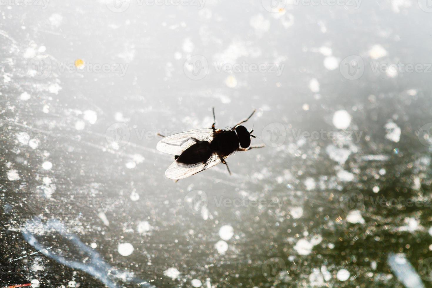 Chloropid fly on sunny window glas photo