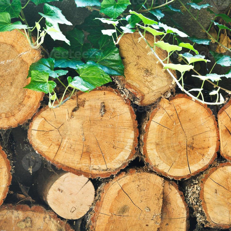 pile of old woods photo