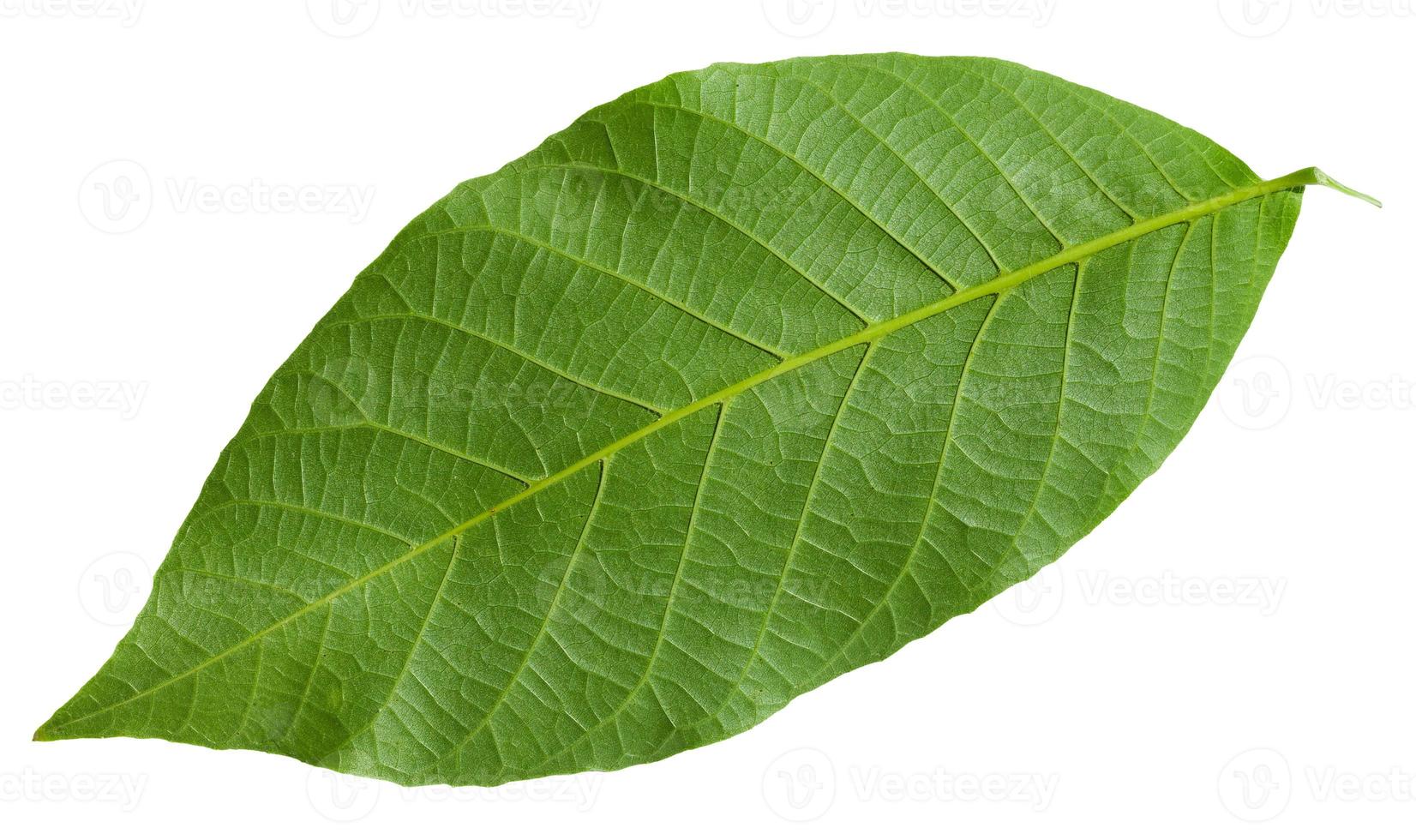 back side of green leaf of Common Walnut tree photo