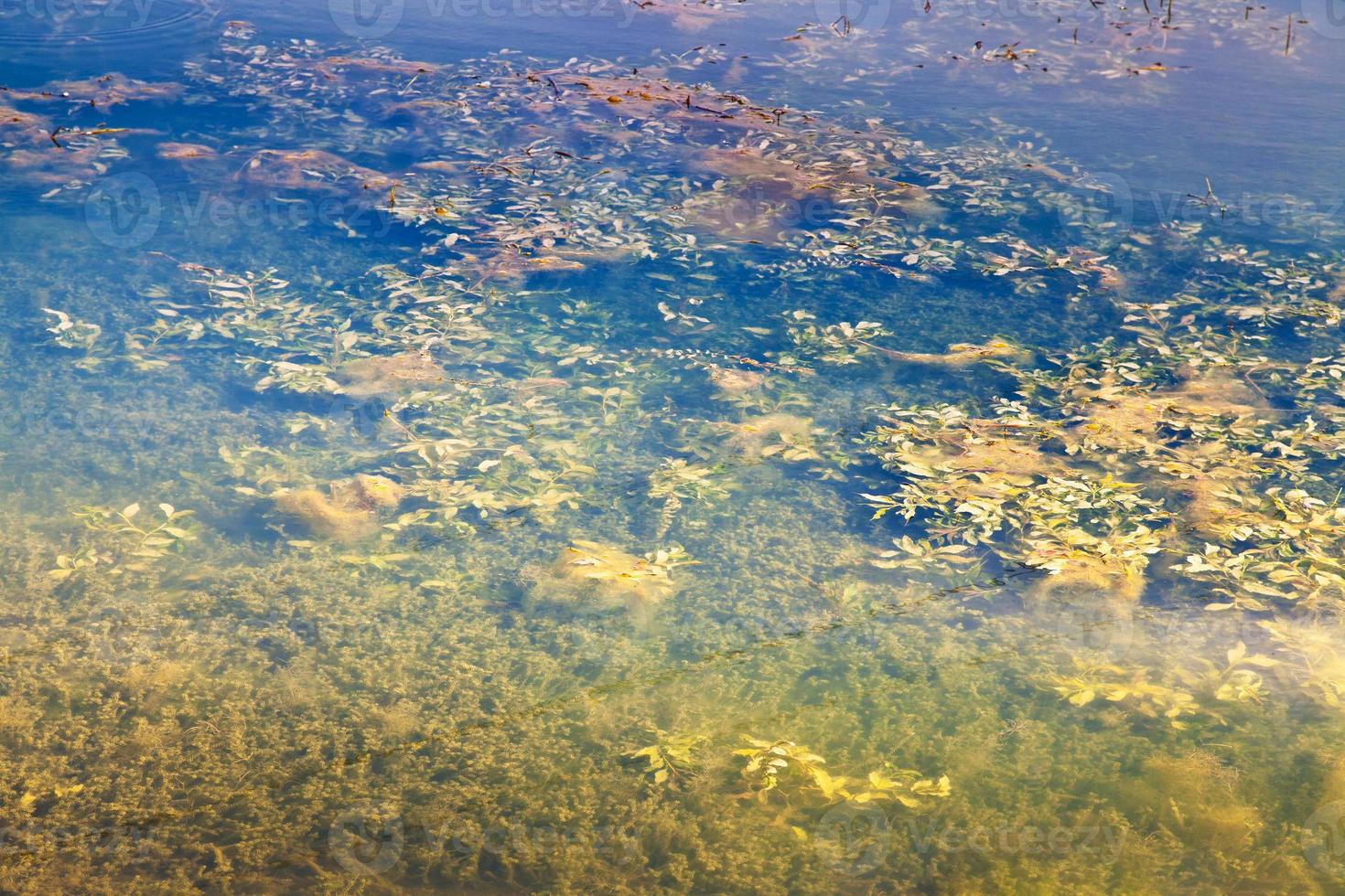 pond overgrown with weeds photo
