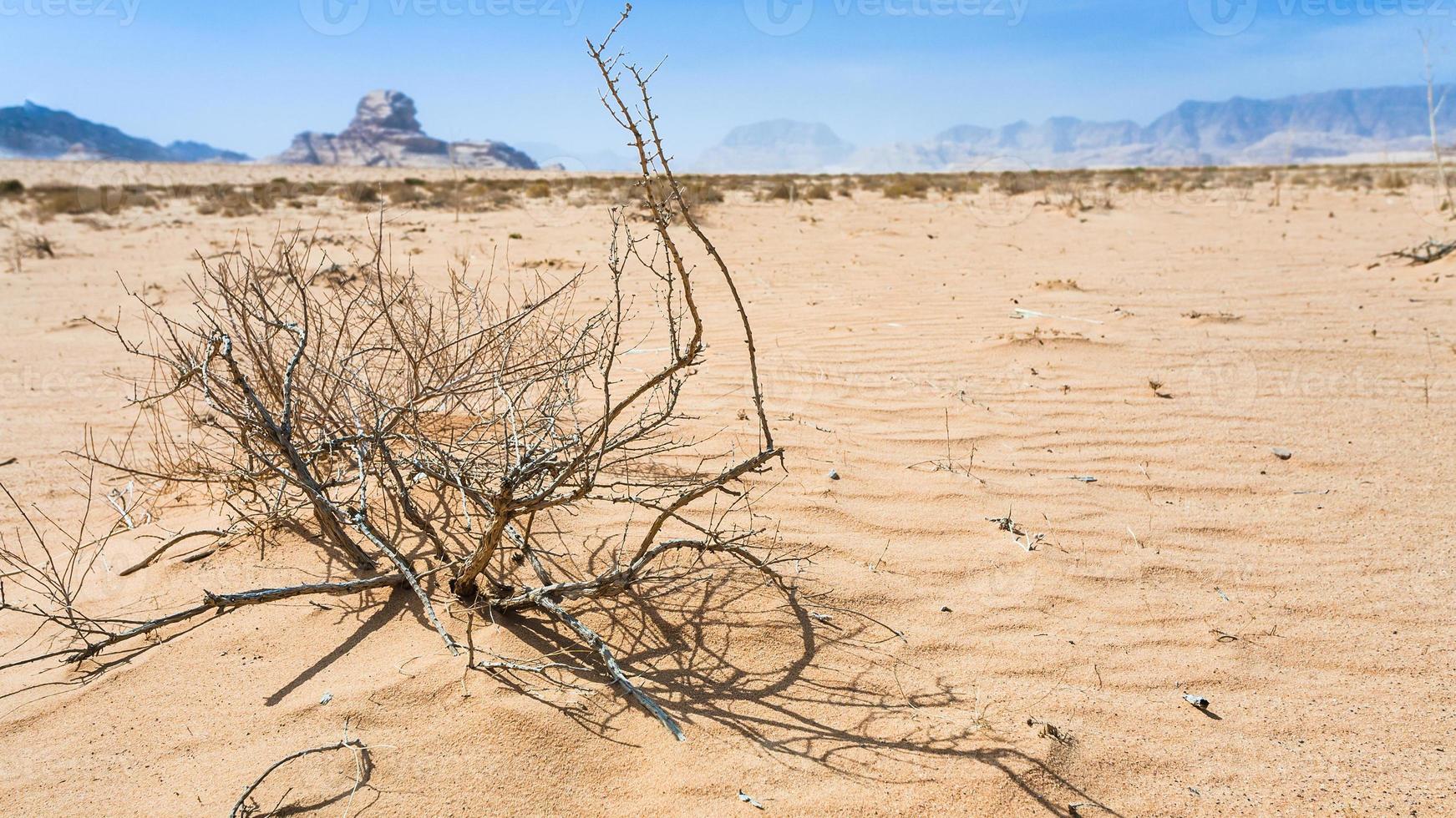 dried plant and view of Sphinx rock in Wadi Rum photo