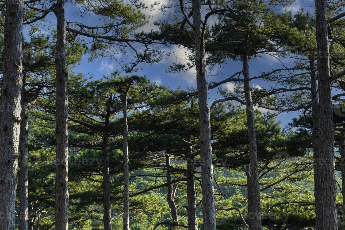 Tree Mountain pine with a large domed crown and a large trunk, grows in the mountains. photo