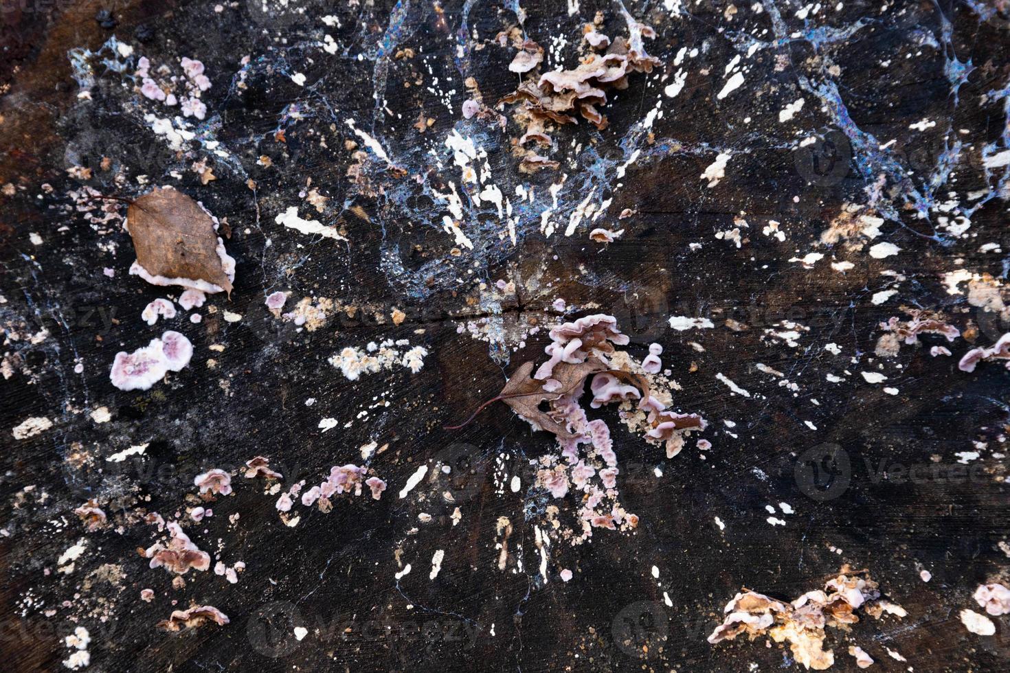Abstract background, texture of an old moldy tree stump in autumn. photo