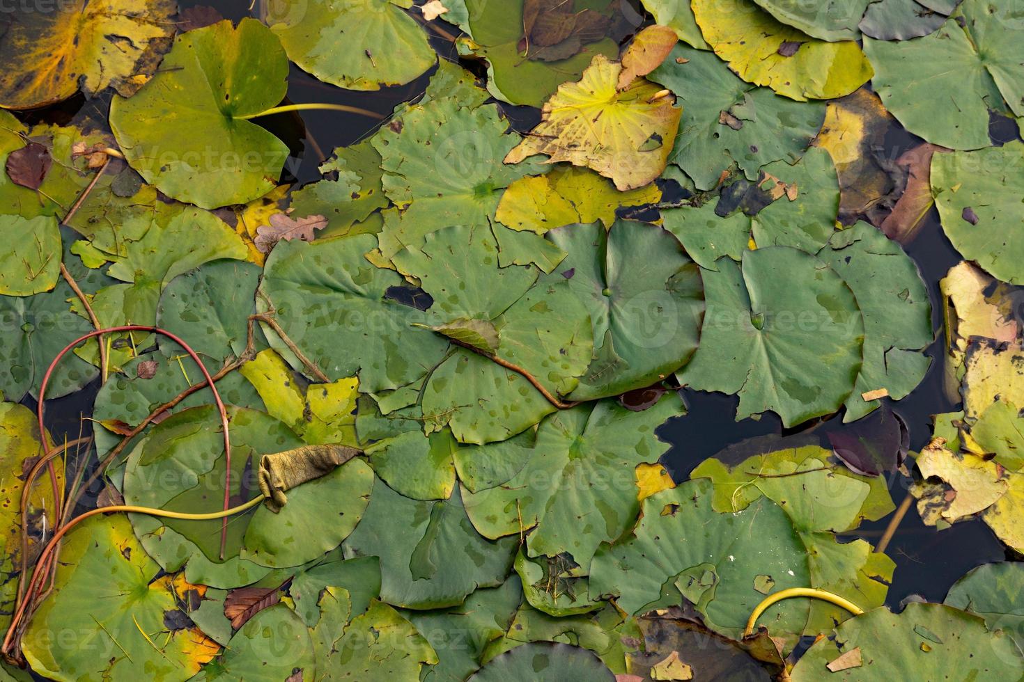 Autumn leaves of water lilies on the pond. photo