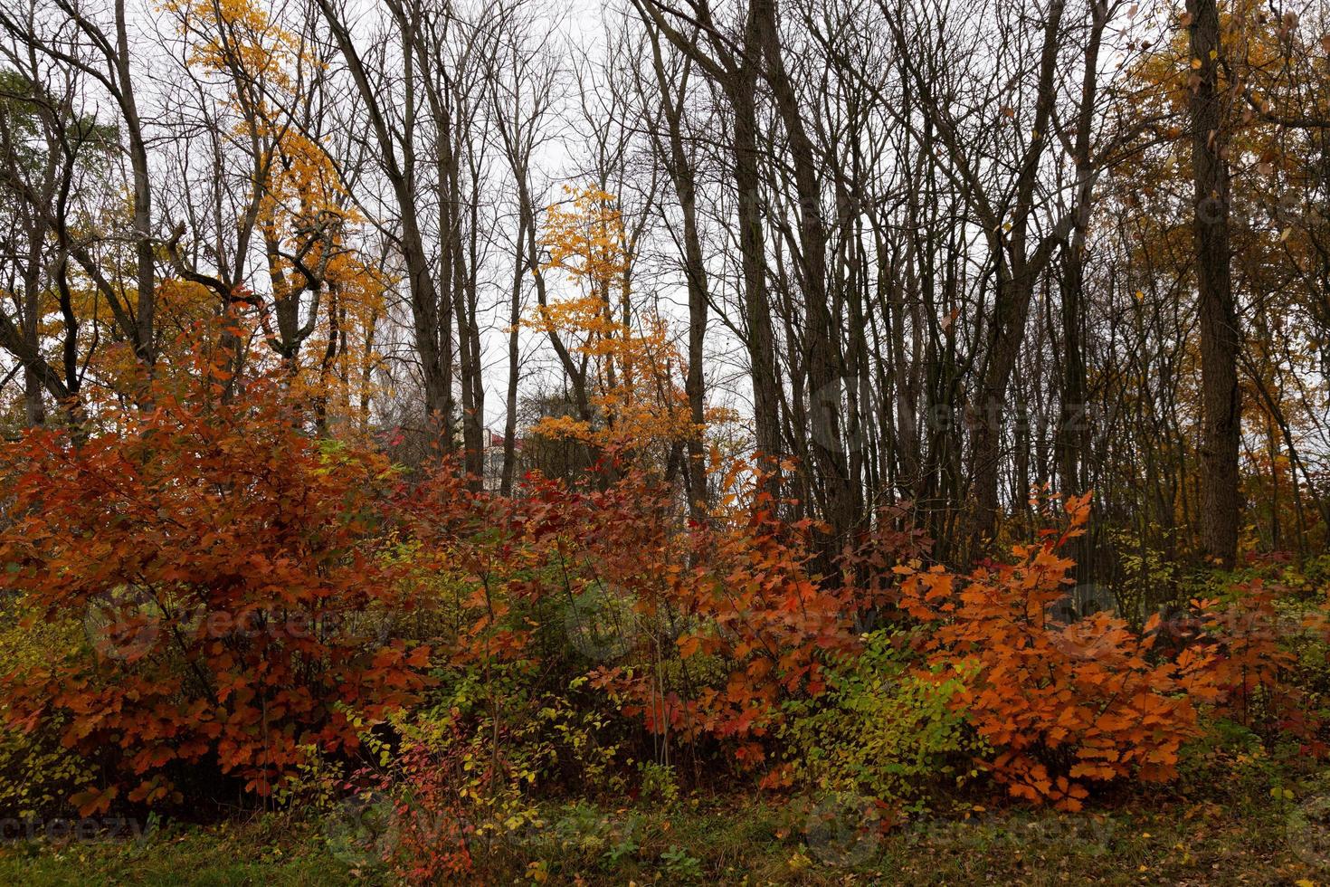 Autumn landscape wild forest with maple leaves and trees photo