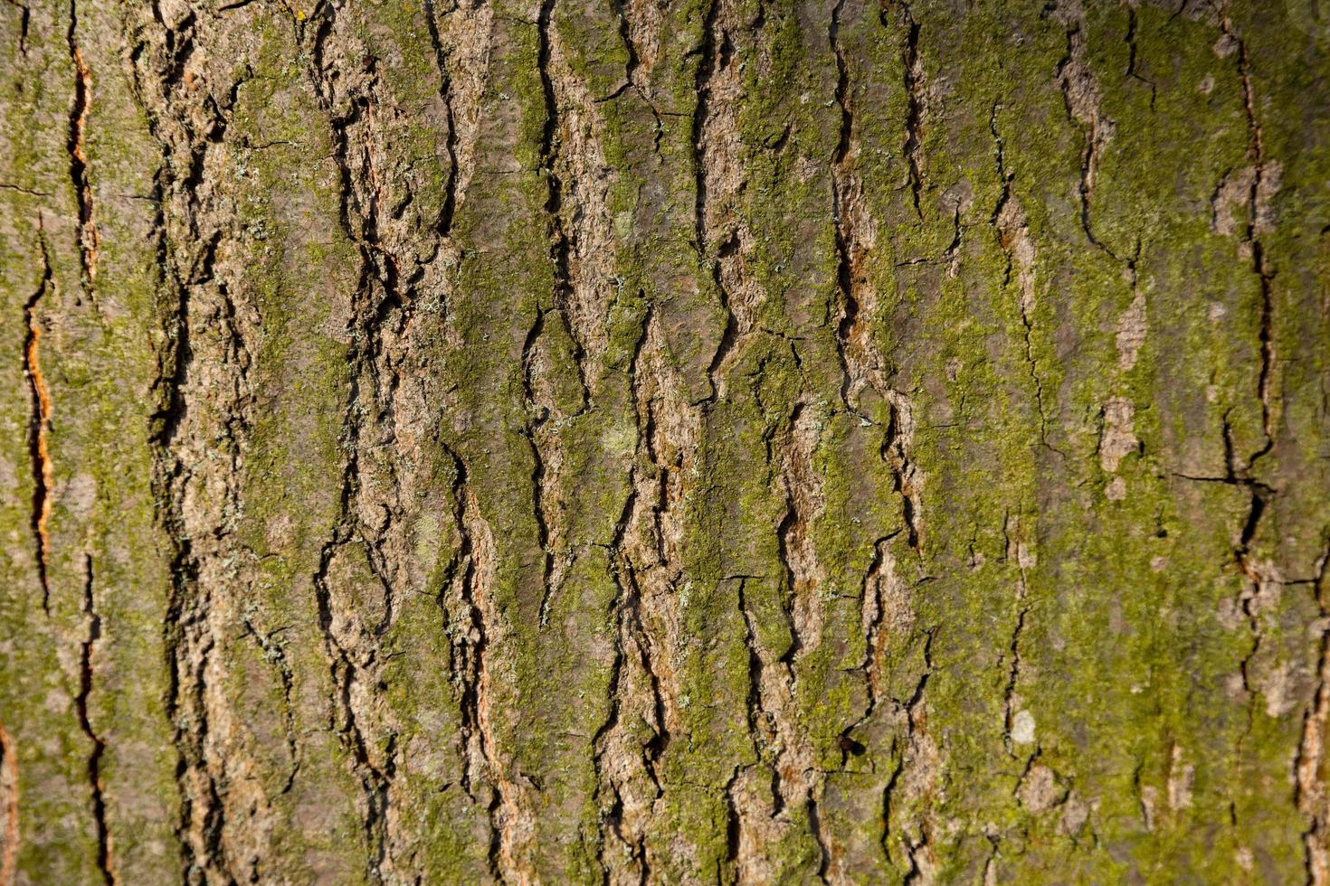 Natural, texture of red oak tree bark. photo