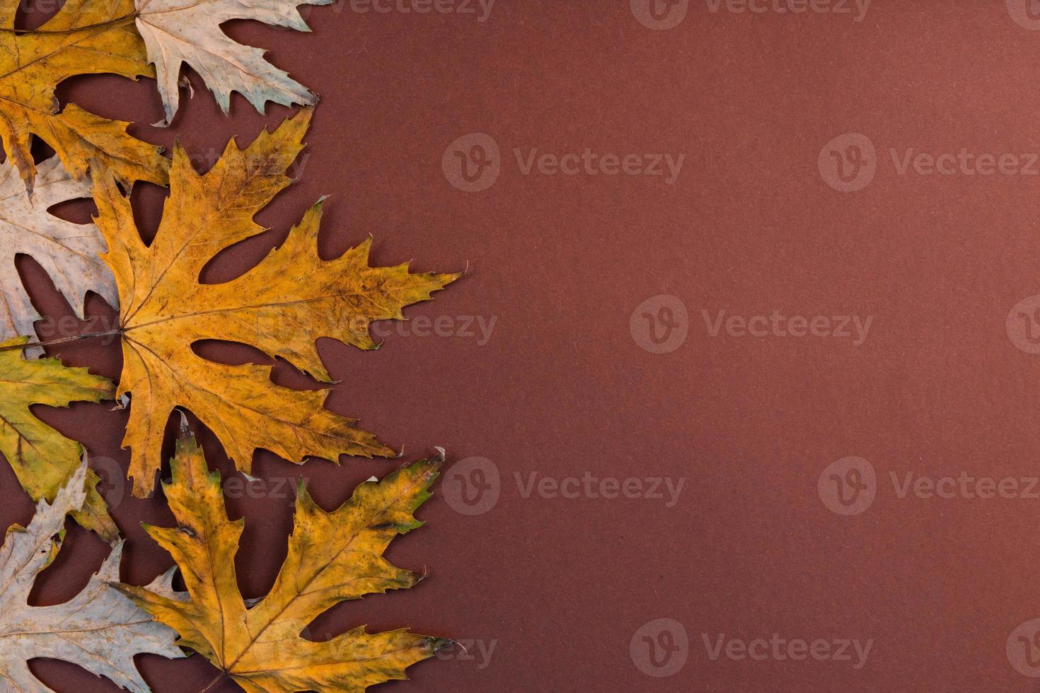 hojas de otoño, arce, secas y amarillas sobre un fondo de madera antiguo con espacio para copiar. foto