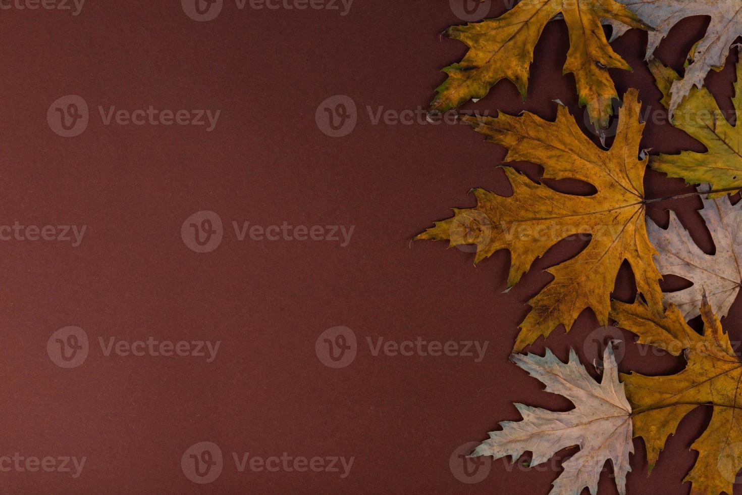 hojas de otoño, arce, secas y amarillas sobre un fondo de madera antiguo con espacio para copiar. foto