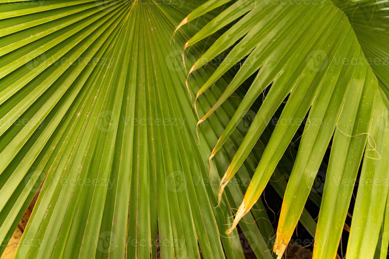 Green leaf texture.Leaf texture background.Natural background and wallpaper. photo