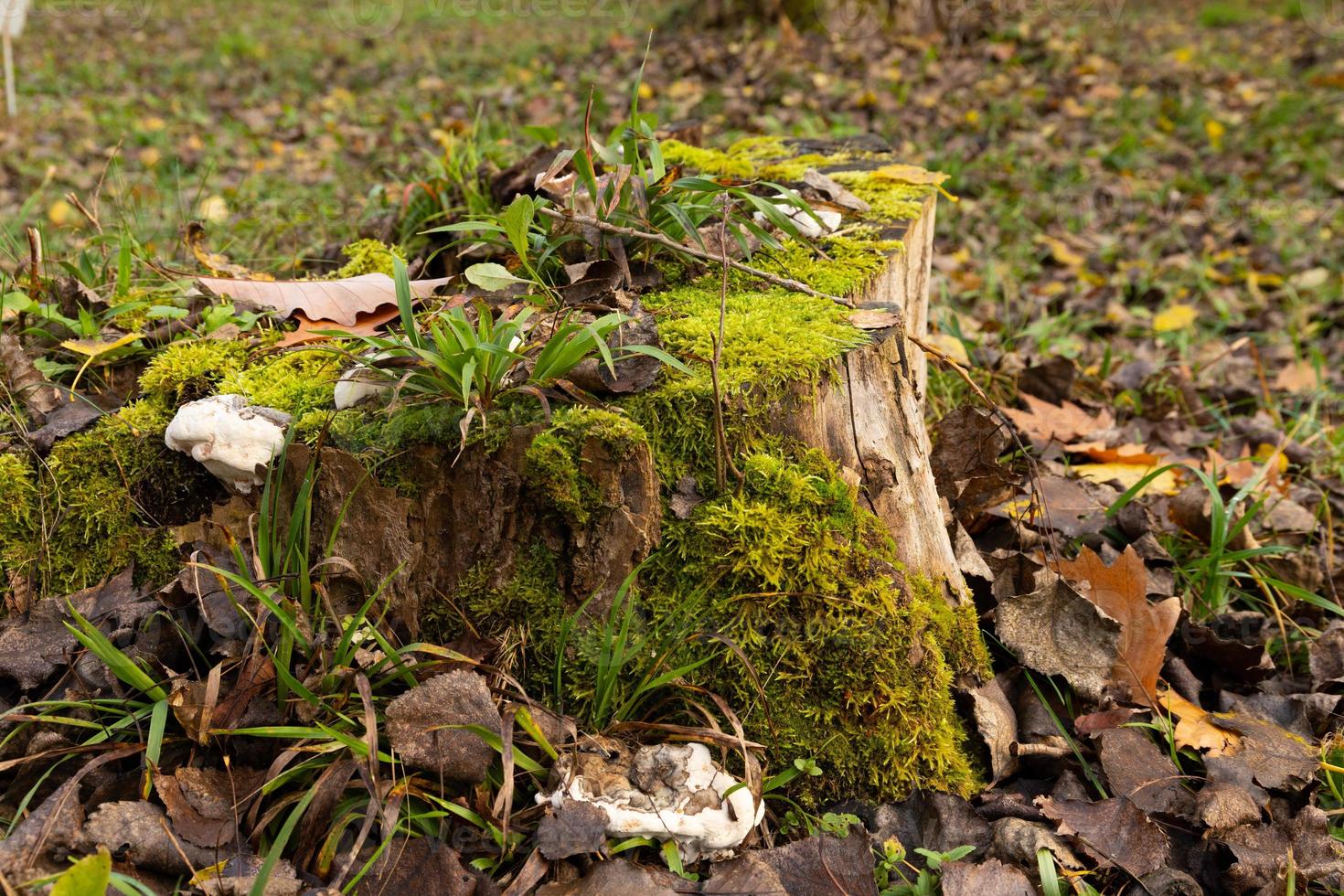 The old tree stump is overgrown with moss. Autumn leaves around, no people. photo
