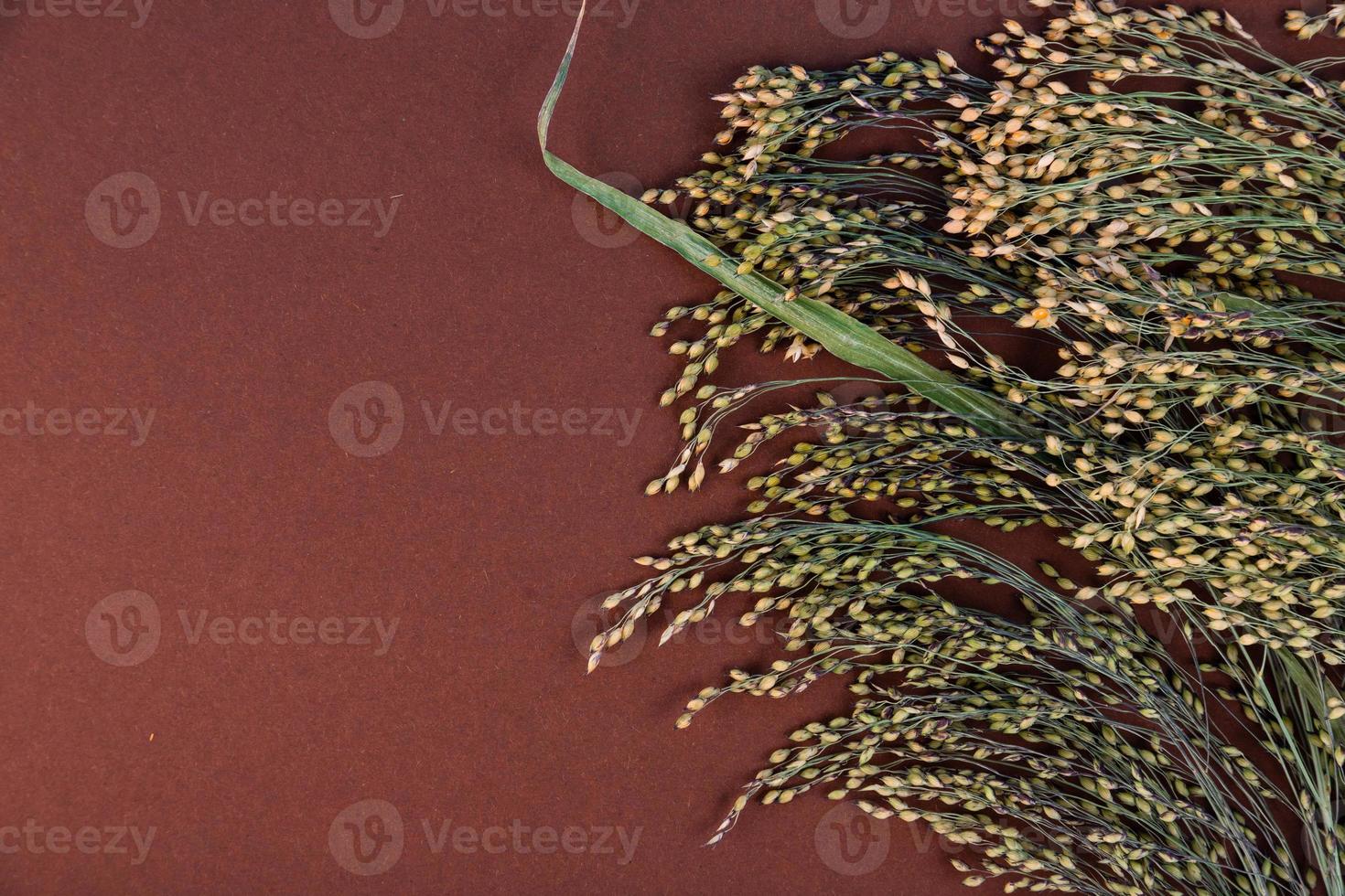 Dry spikelets of millet on brown background with copy space photo