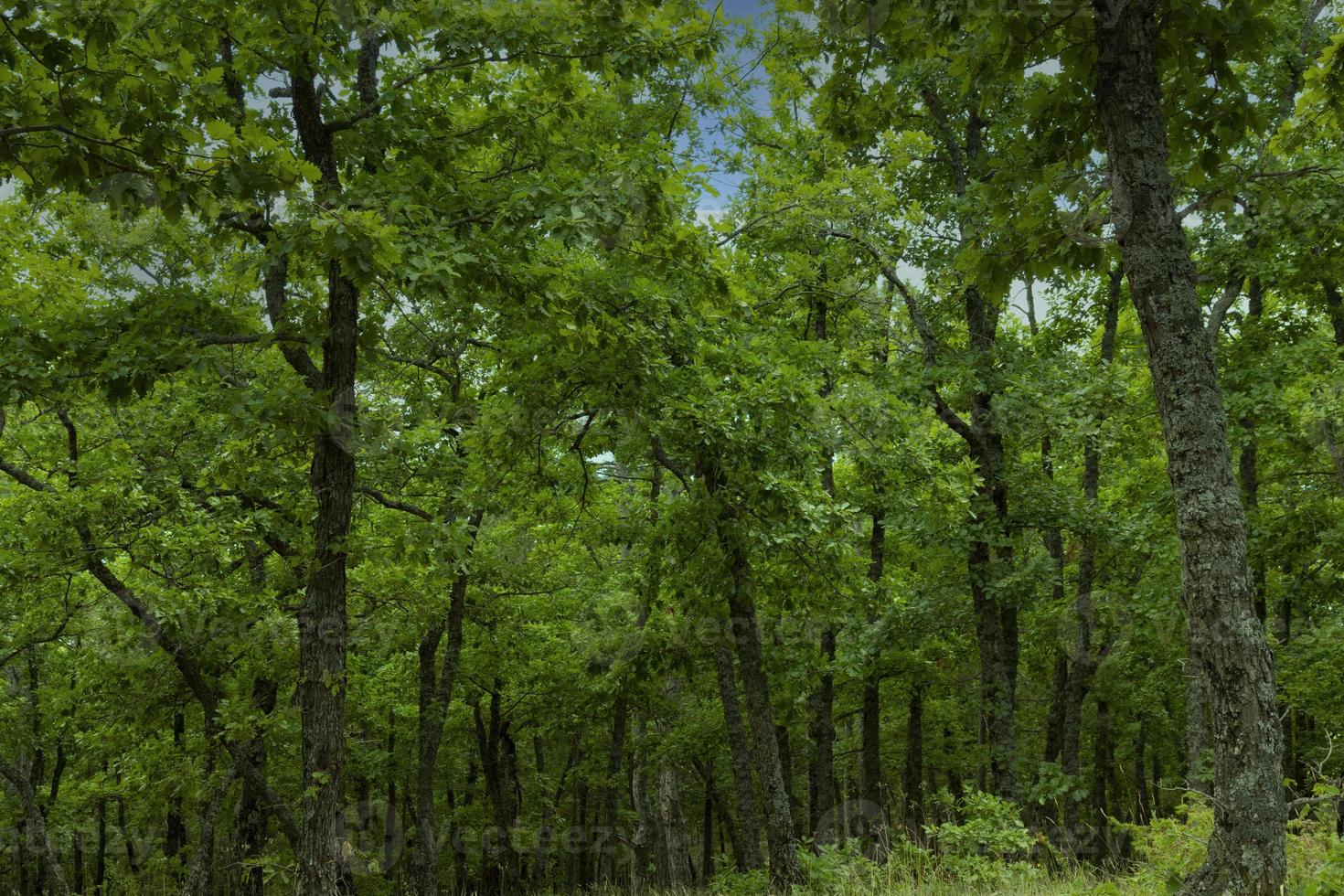 The Oak tree, Quercus pubescens, grows in the highlands. Relic tree Oak. Soft focus. photo