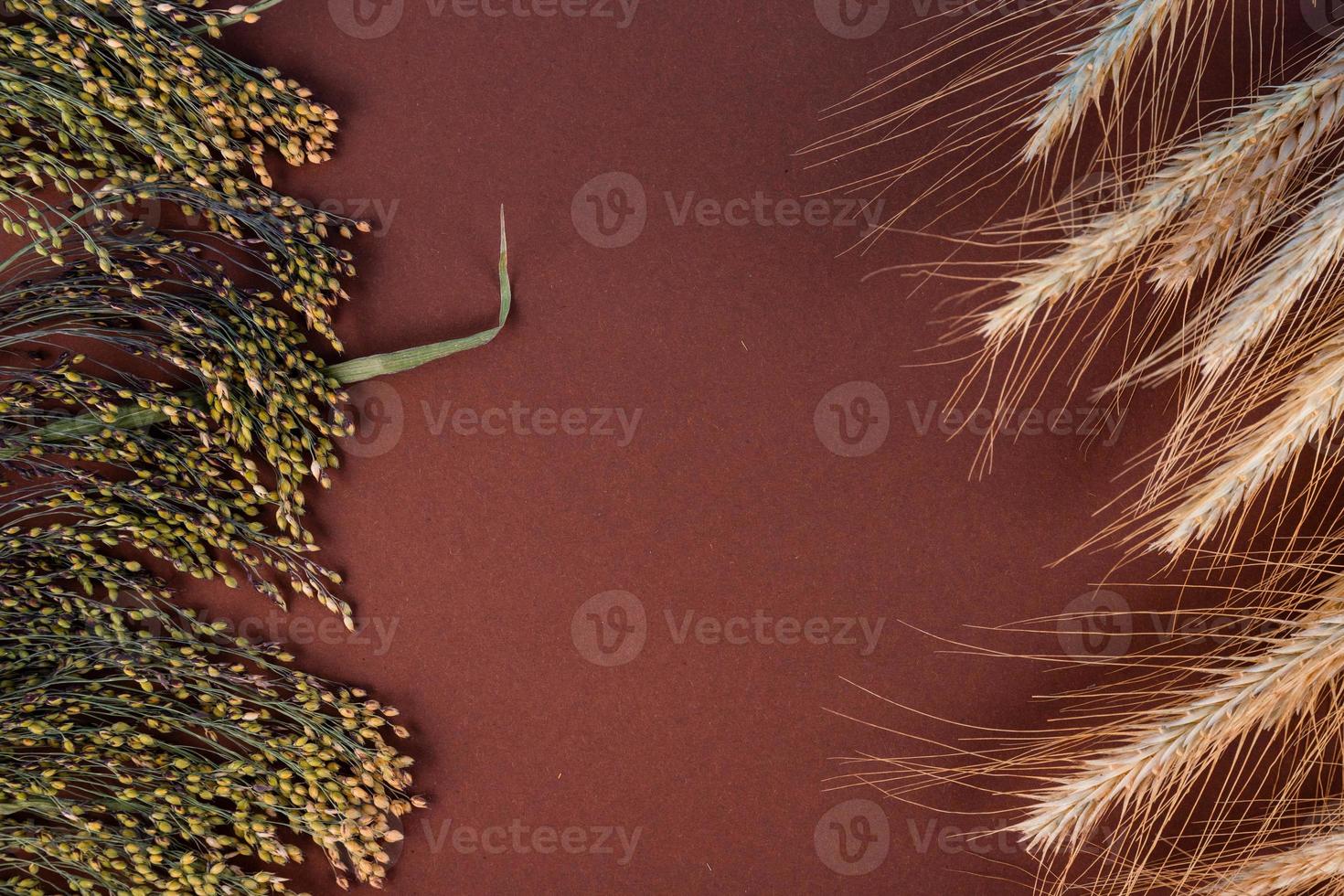 Wheat and millet ears, on a brown, wooden background with copyspace. photo