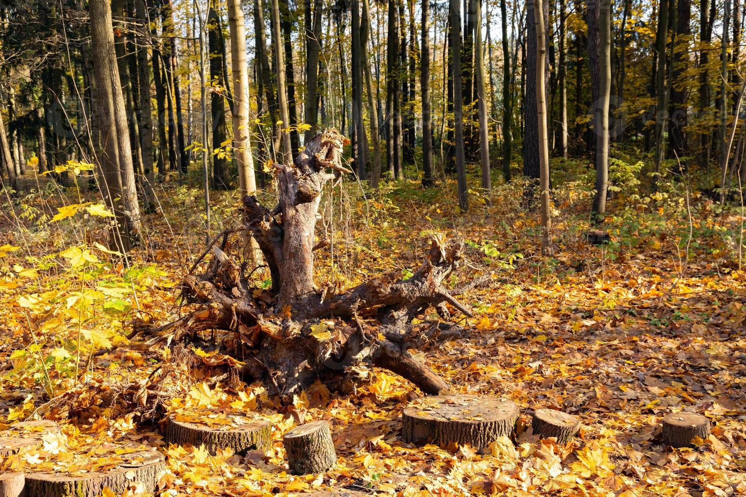 A fallen tree in the park as an object of contemplation, part of an ecological path. photo